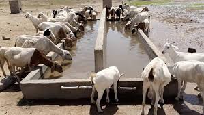 Goats and sheep at Zaahidiin Livestock operations