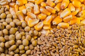 Zaahidiin agribusiness and operations, photo 10