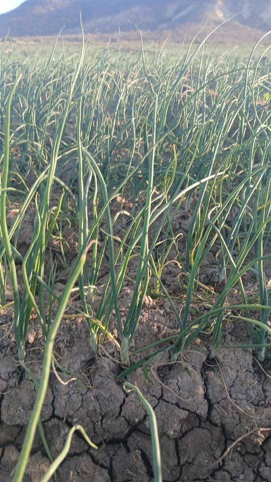 Zaahidiin agribusiness and operations, photo 21
