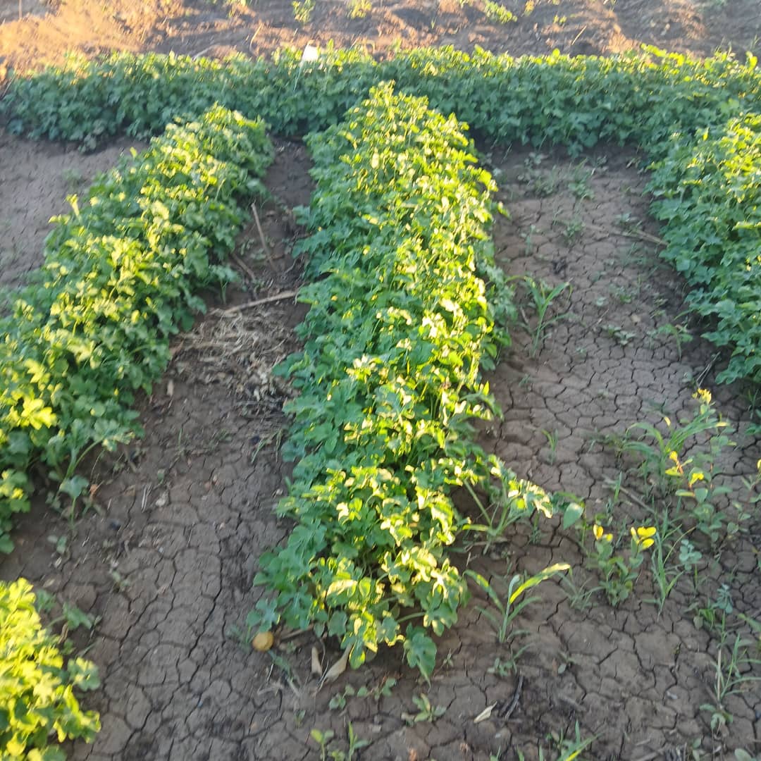 Zaahidiin agribusiness and operations, photo 23