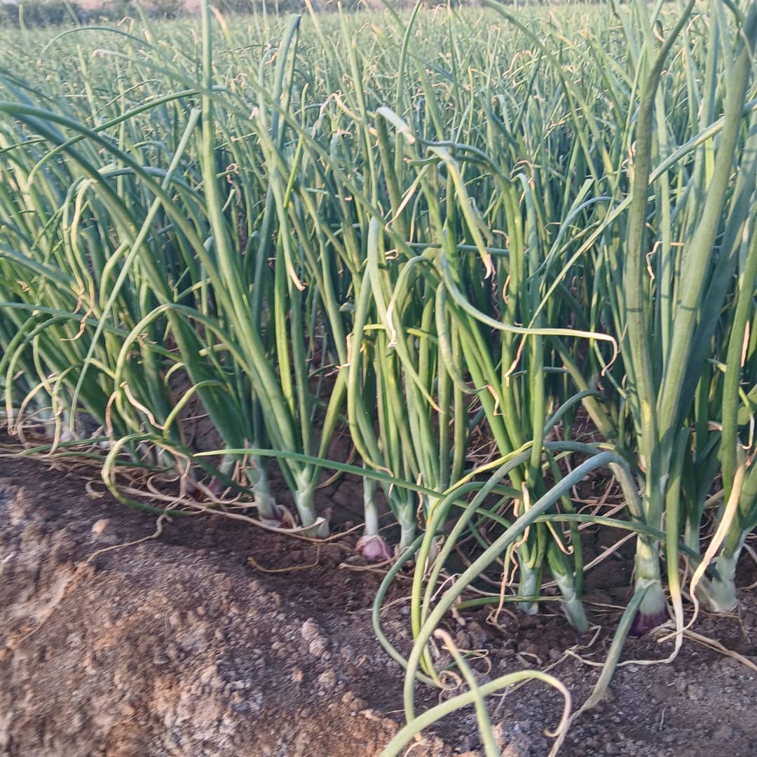 Zaahidiin agribusiness and operations, photo 26