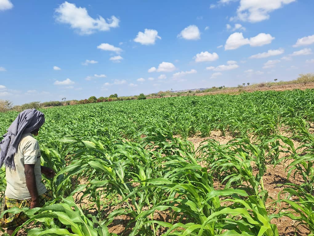 Zaahidiin agribusiness and operations, photo 27