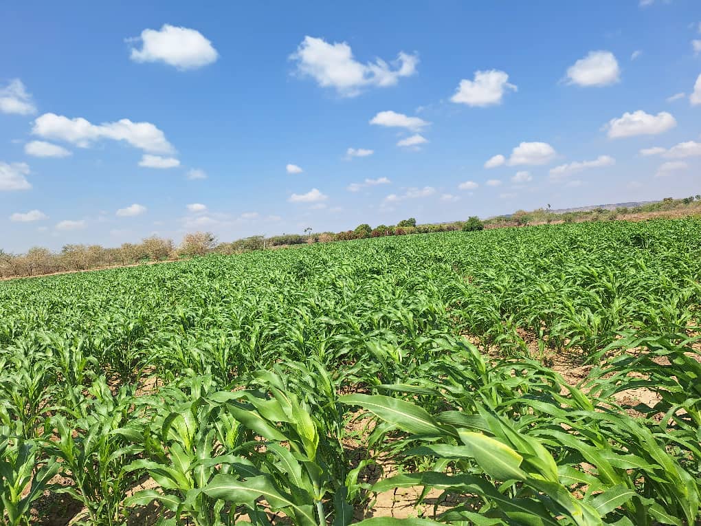 Zaahidiin agribusiness and operations, photo 29