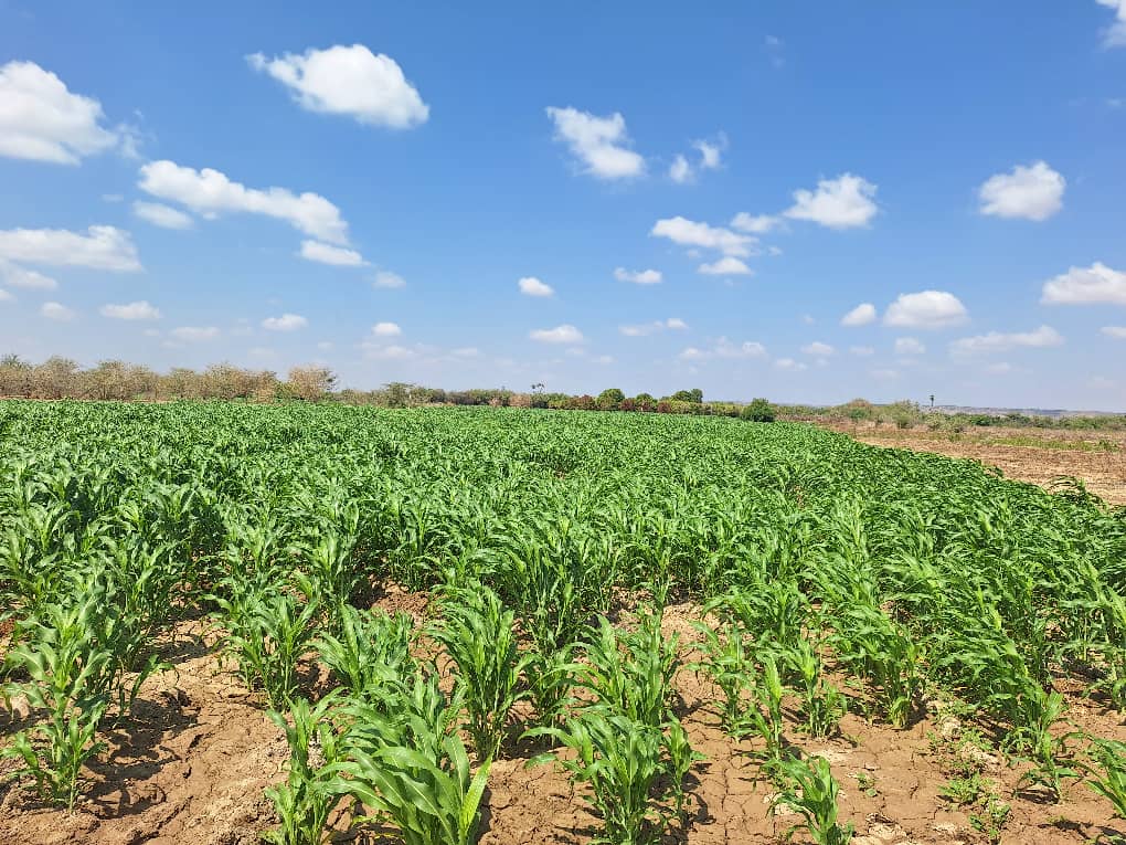 Agricultural landscape and livestock operations