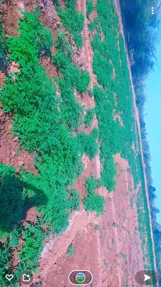 Zaahidiin agribusiness and operations, photo 33
