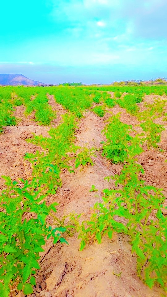 Zaahidiin agribusiness and operations, photo 37