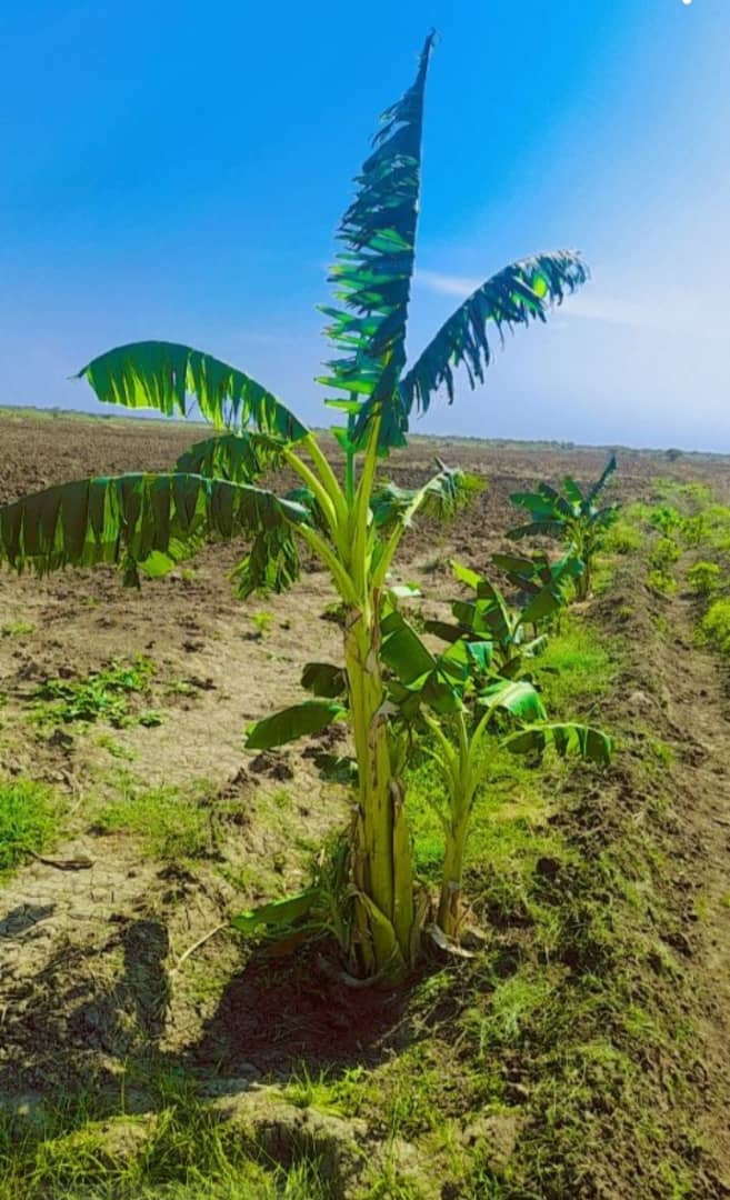 Zaahidiin agribusiness and operations, photo 38