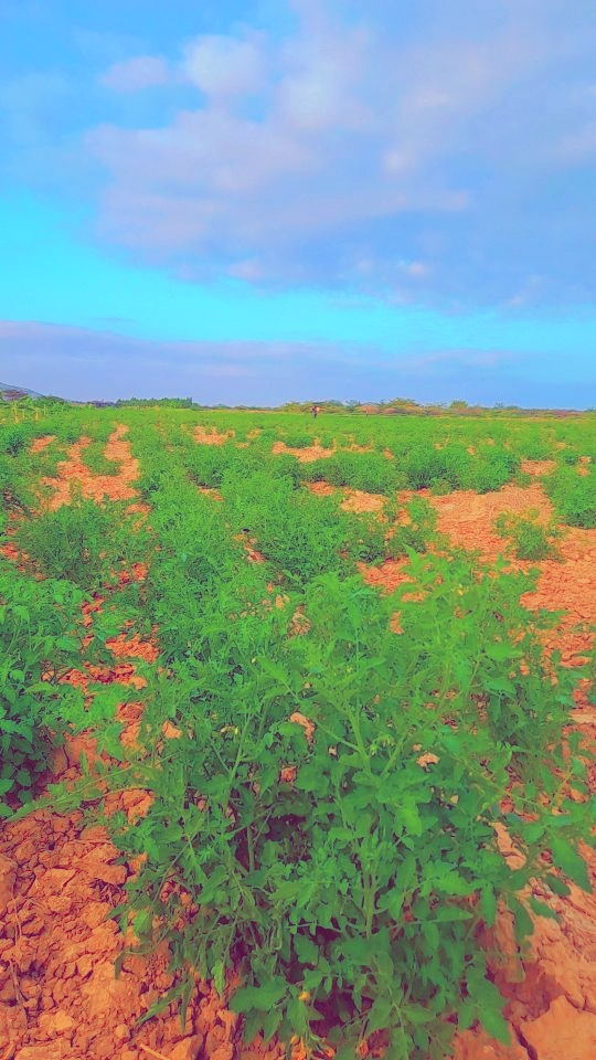 Zaahidiin agribusiness and operations, photo 39